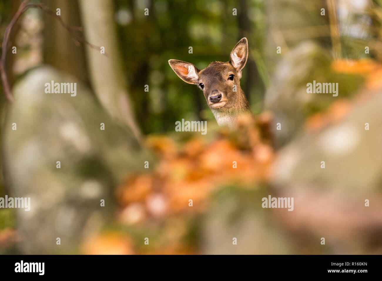 Faon de daim (Dama dama) dans le vieux bois de hêtre à la recherche sur le rocher, la faune nature de la République tchèque Banque D'Images