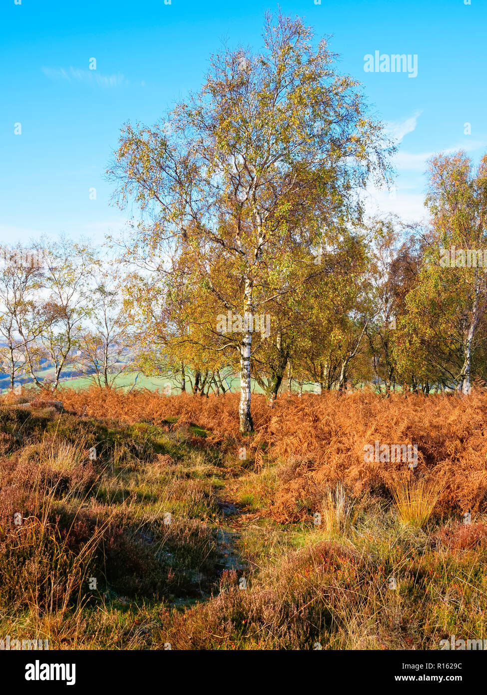 Un homme grand et mince au milieu des sables bitumineux Silver Birch fougères brun doré en face d'un petit groupe d'arbres qui portaient tous des couleurs d'automne Banque D'Images