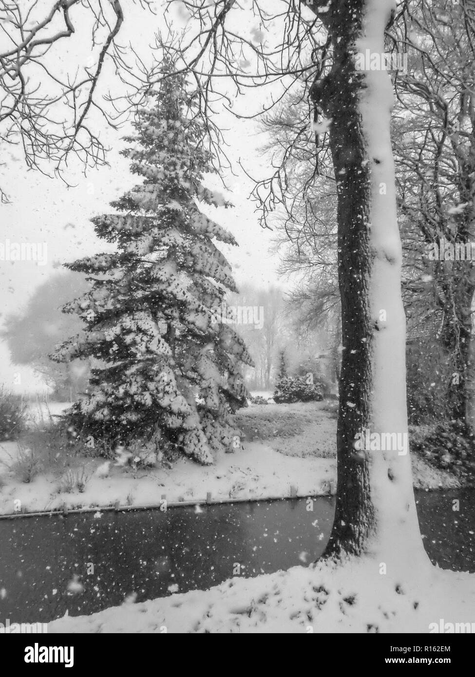 Arbres couverts d'une couche de neige. Cette journée une active front (même avec quelques thunder) déplacé lentement sur le Bas Pays, provoquant des chutes de neige abondante. Banque D'Images