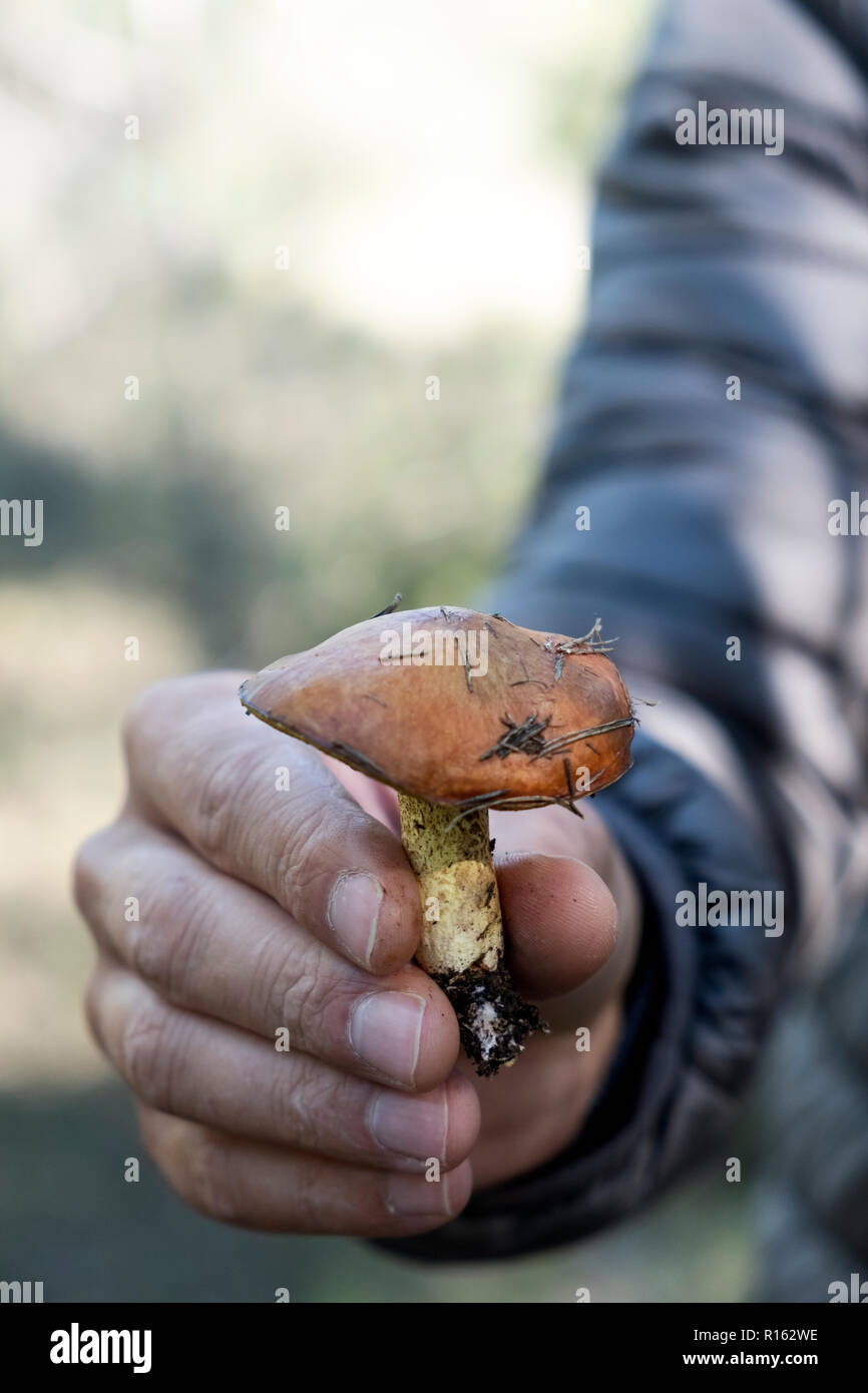 Libre d'un jeune homme de race blanche avec un chevalier jaune champignon, également connu sous le nom de l'homme à cheval, dans sa main, fraîchement cueilli sur une forêt Banque D'Images