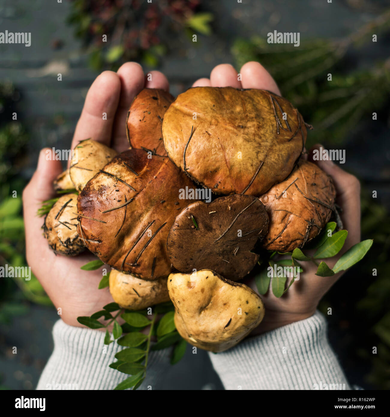 High angle view of a young woman with a pile of chevalier jaune champignons, également connu sous le nom de l'homme à cheval, dans ses mains Banque D'Images