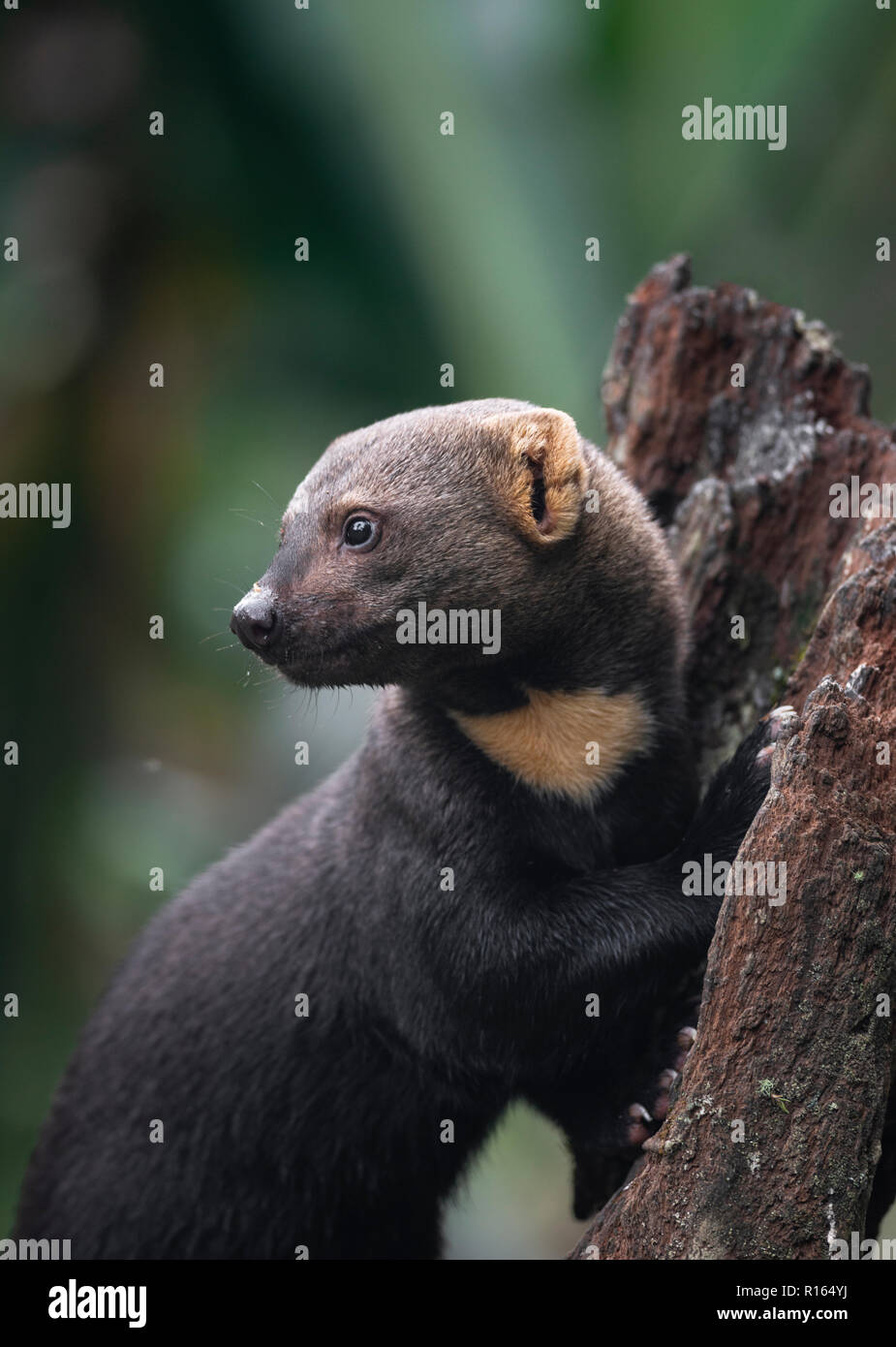 Un Tayra (Eira barbara) de la forêt tropicale atlantique du Brésil SE Banque D'Images