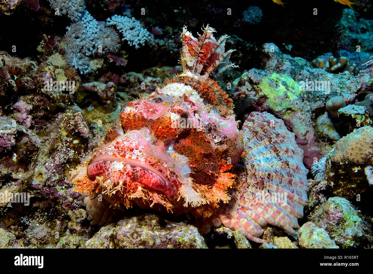 Bärtiger Drachenkopf (Scorpaenopsis oxycephala) im Korallenriff, Hurghada, Egypte | Tassled scorpionfish (Scorpaenopsis oxycephala), Hurghada, Egypte Banque D'Images