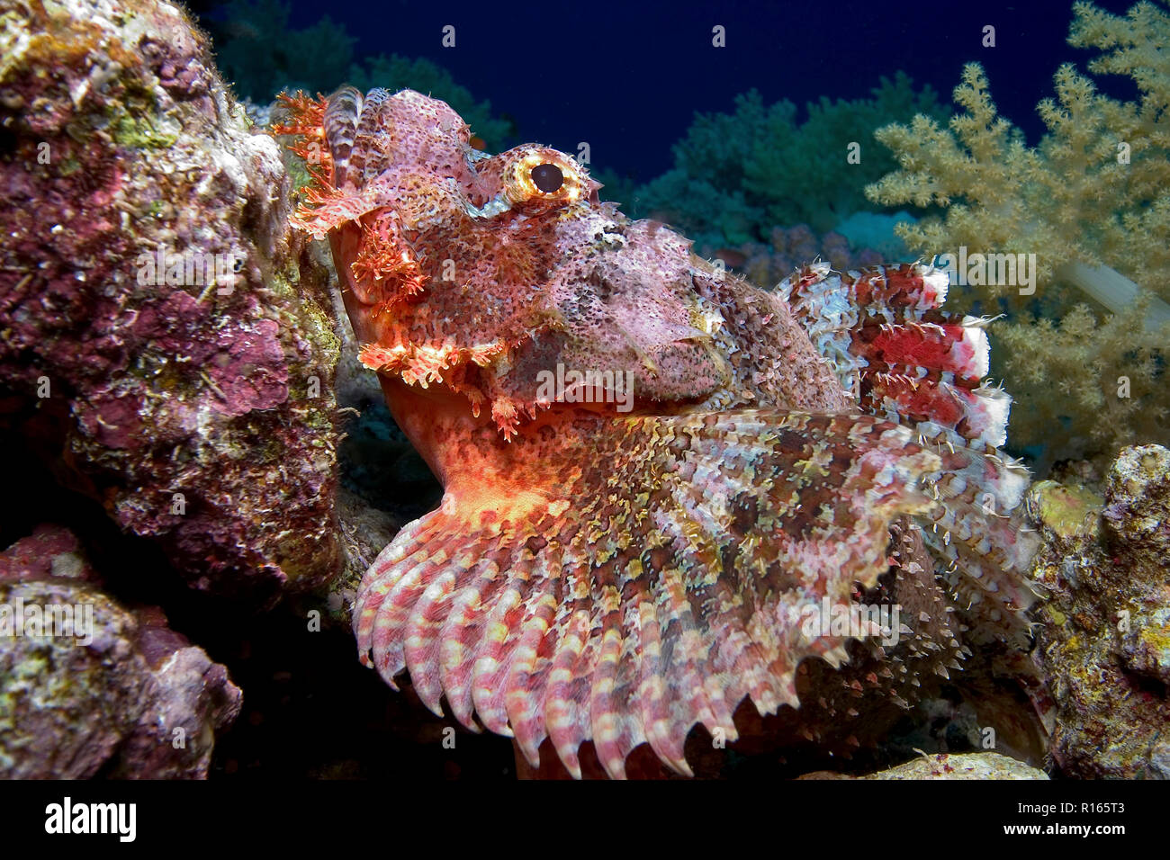 Bärtiger Drachenkopf (Scorpaenopsis oxycephala) im Korallenriff, Hurghada, Egypte | Tassled scorpionfish (Scorpaenopsis oxycephala), Hurghada, Egypte Banque D'Images