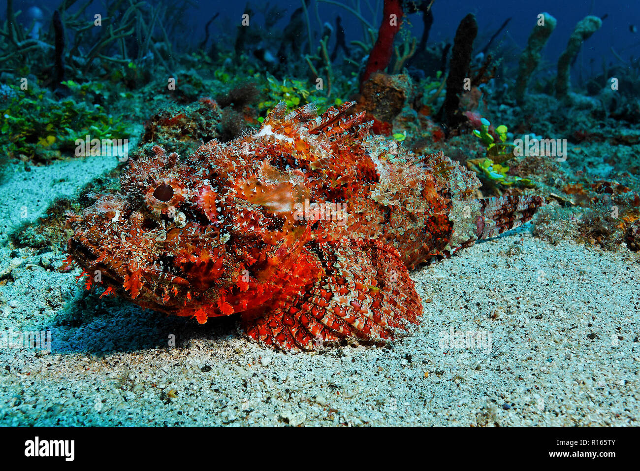 Vu Scorpionfisch (Scopaena plumeri,), reposant sur des fonds marins de l'île de la Grenade, sany, Caraïbes Banque D'Images