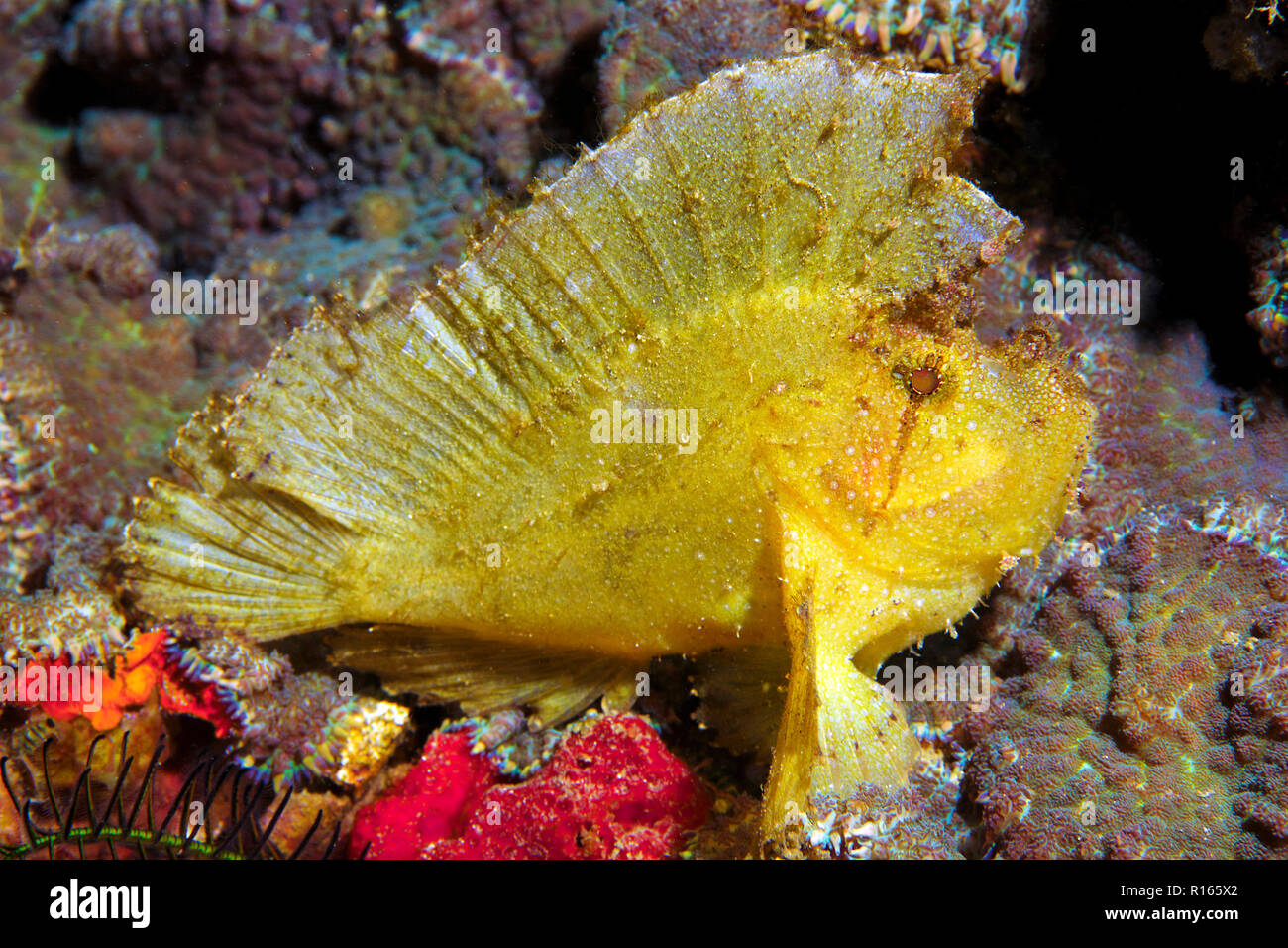 Grosser Taenianotus triacanthus (Schaukelfisch), Bali, Indonesia | Taenianotus triacanthus Scorpénidés (feuilles), Bali, Indonésie Banque D'Images