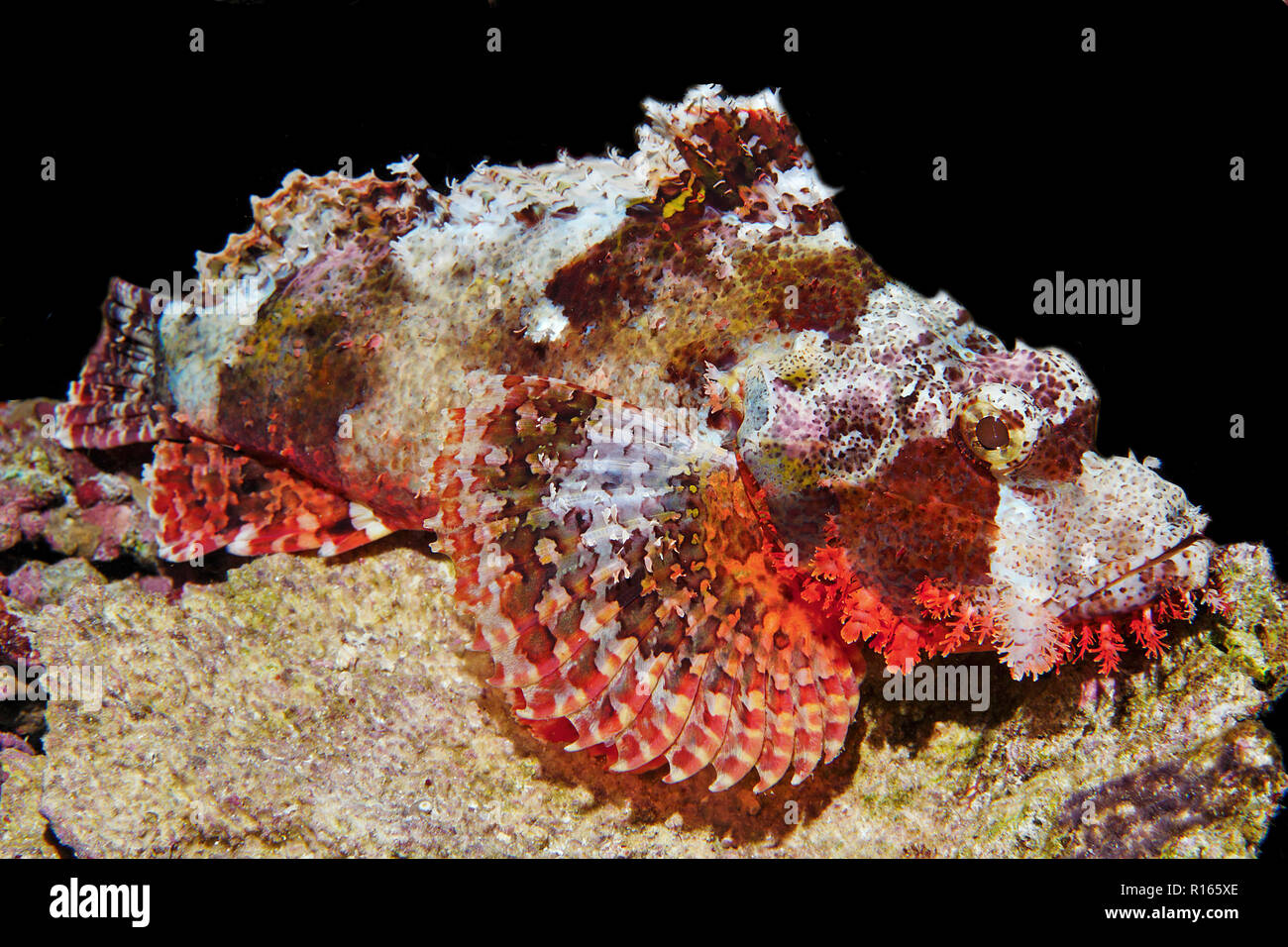 Fetzen-Drachenkopf (Scorpaenopsis venosa), Sulawesi, Indonesia | Raggy Scorpionfish (Scorpaenopsis venosa), Sulawesi, Indonésie Banque D'Images