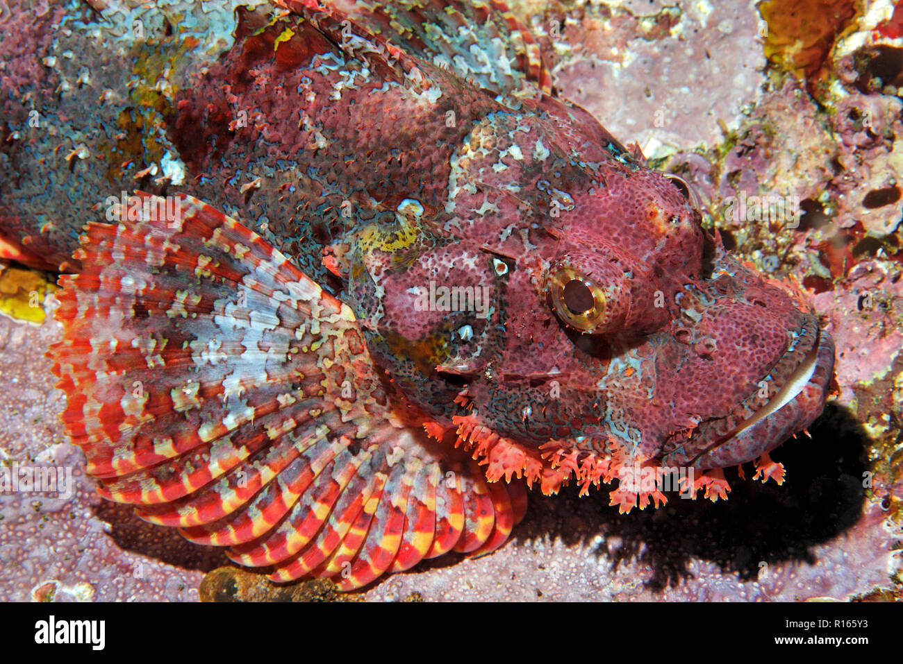 Bärtiger Drachenkopf (Scorpaenopsis oxycephala) im Korallenriff, Bali, Indonesia | Tassled scorpionfish (Scorpaenopsis oxycephala), Bali, Indonésie Banque D'Images