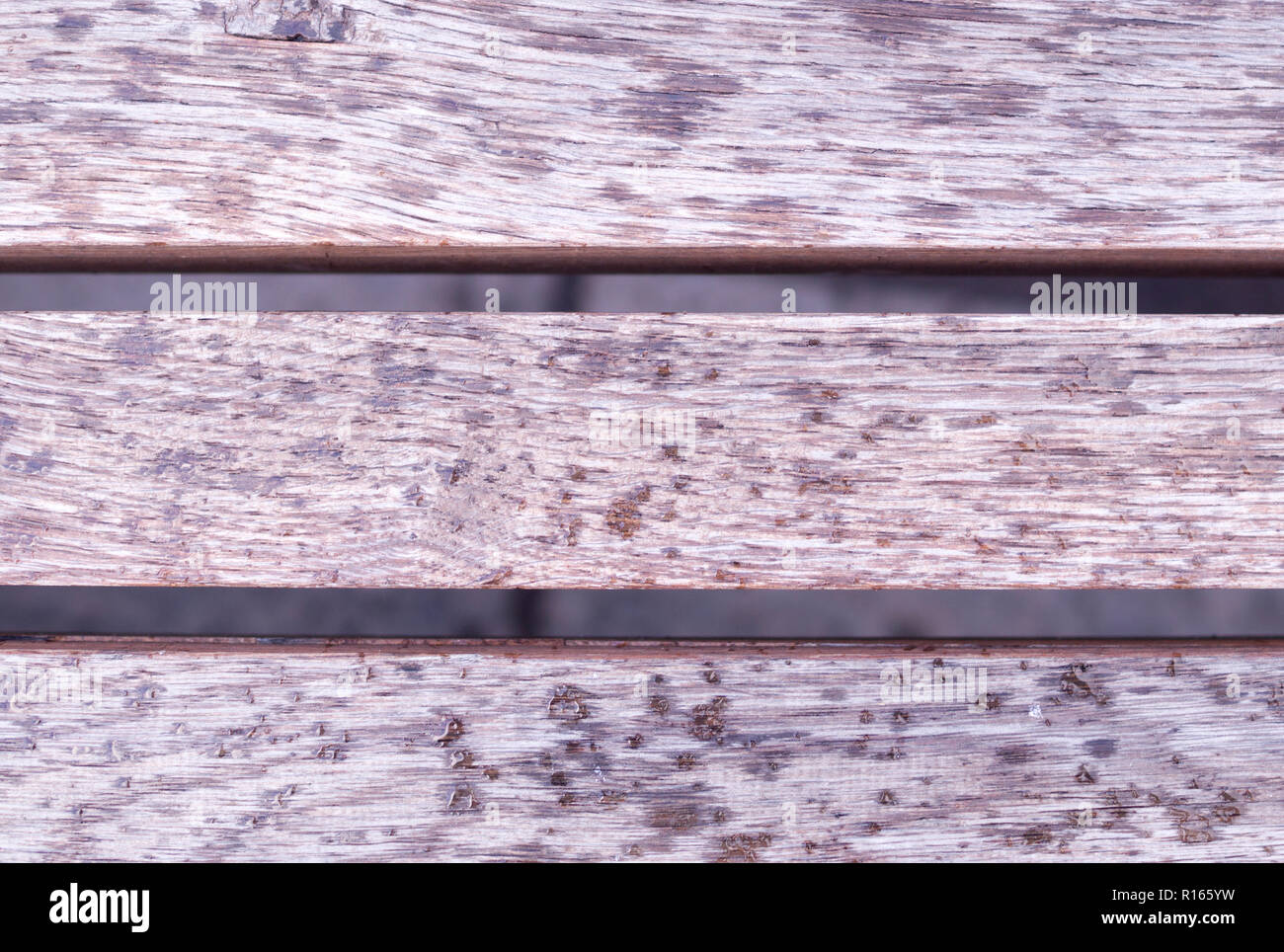 La texture de la surface en bois gris humide, banc. arrière-plan. Banque D'Images