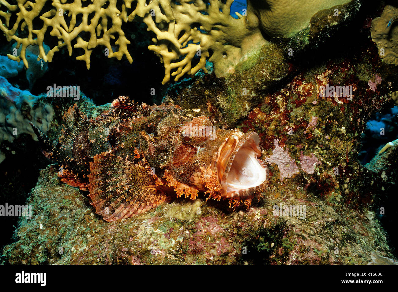 Tassled scorpionfish (Scorpaenopsis oxycephala), bouche ouverte, Hurghada, Egypte Banque D'Images