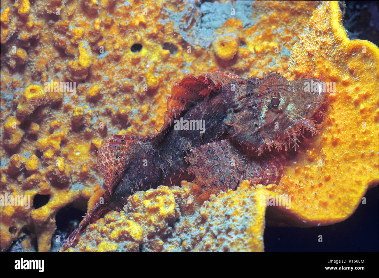 Tassled scorpionfish (Scorpaenopsis oxycephala), portant sur un corail, Bali, Indonésie Banque D'Images