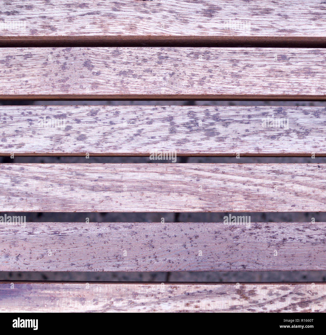 La texture de la surface en bois gris humide, banc. arrière-plan. Banque D'Images