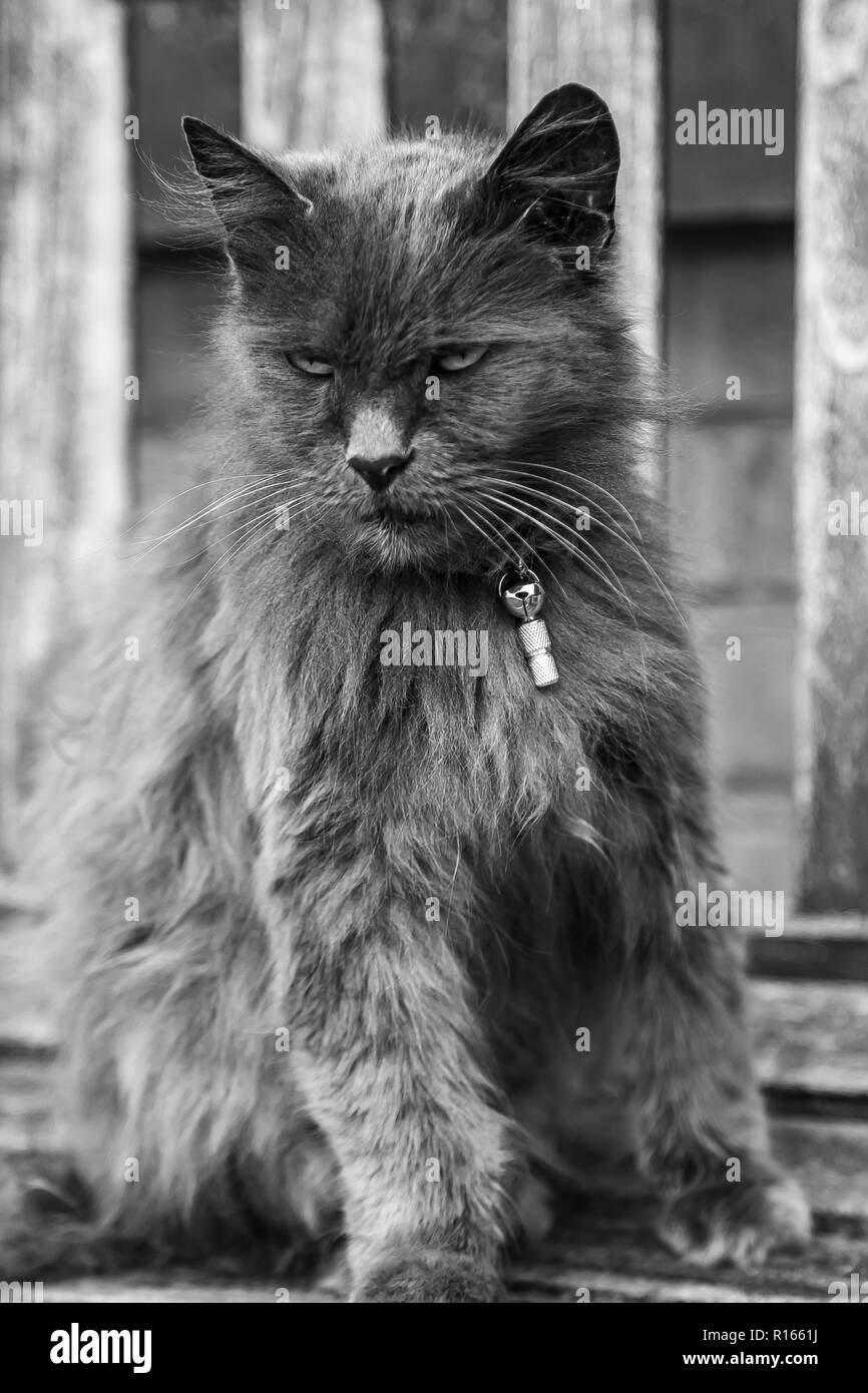 Image en noir et blanc de Fluffy chat mignon Banque D'Images