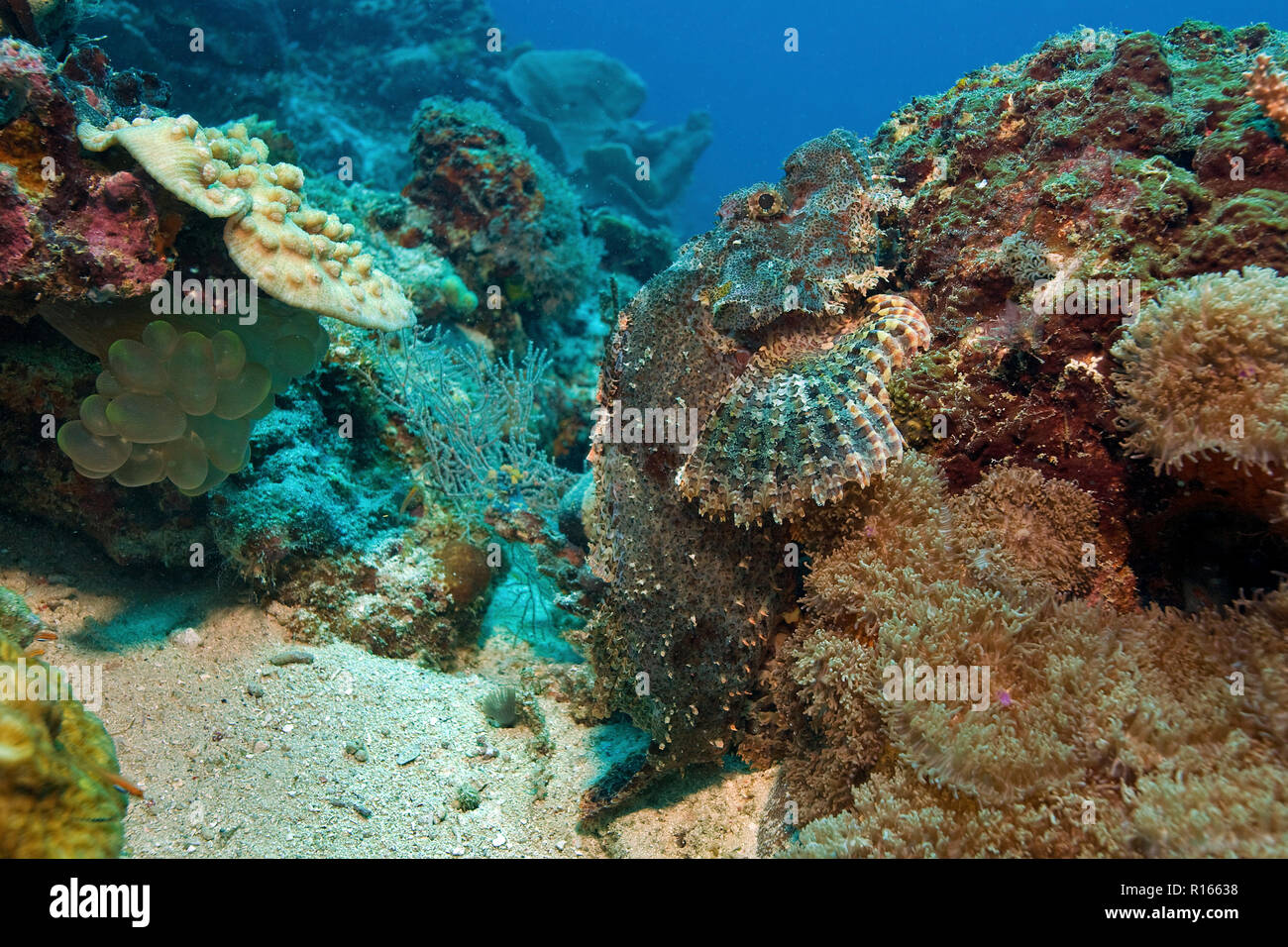 Tassled scorpionfish (Scorpaenopsis oxycephala), camouflé dans un corail, l'île de Malapascua, Cebu, Philippines Banque D'Images