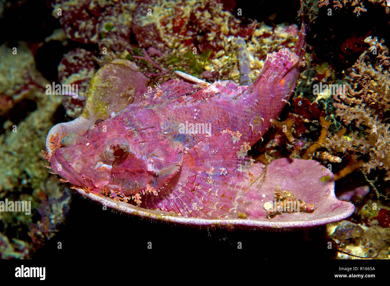 Scorpionfish (Scorpaenidae), de couleur rose, portant sur un corail, îles Salomon, îles Russel Banque D'Images