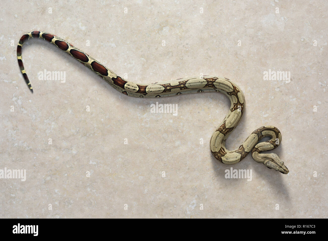 Cerf rouge péruvien boa constrictor Banque D'Images