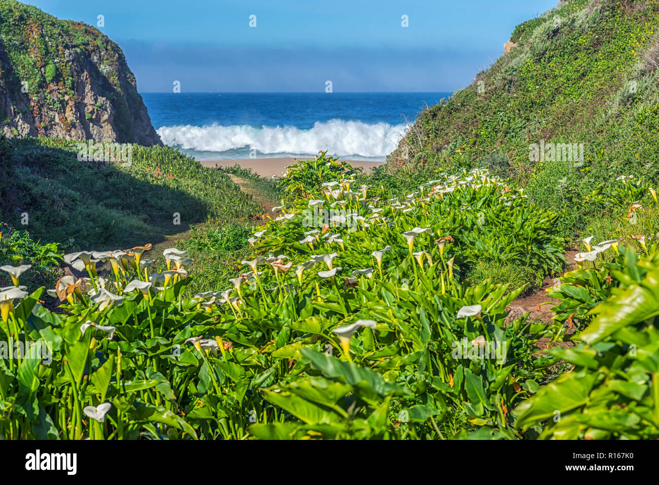 Big Sur, Californie, USA. Avis de Calla Lily Valley et de l'océan. Banque D'Images