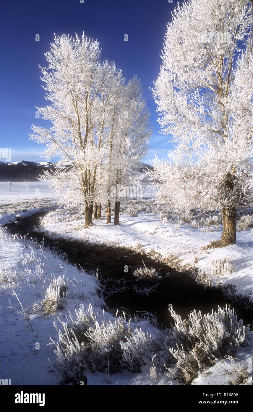 Amérique du Nord ; United States ; Wyoming ; Lamar Valley ; Parc National de Yellowstone ; hiver ; le givre ; des arbres cottonwood. Banque D'Images