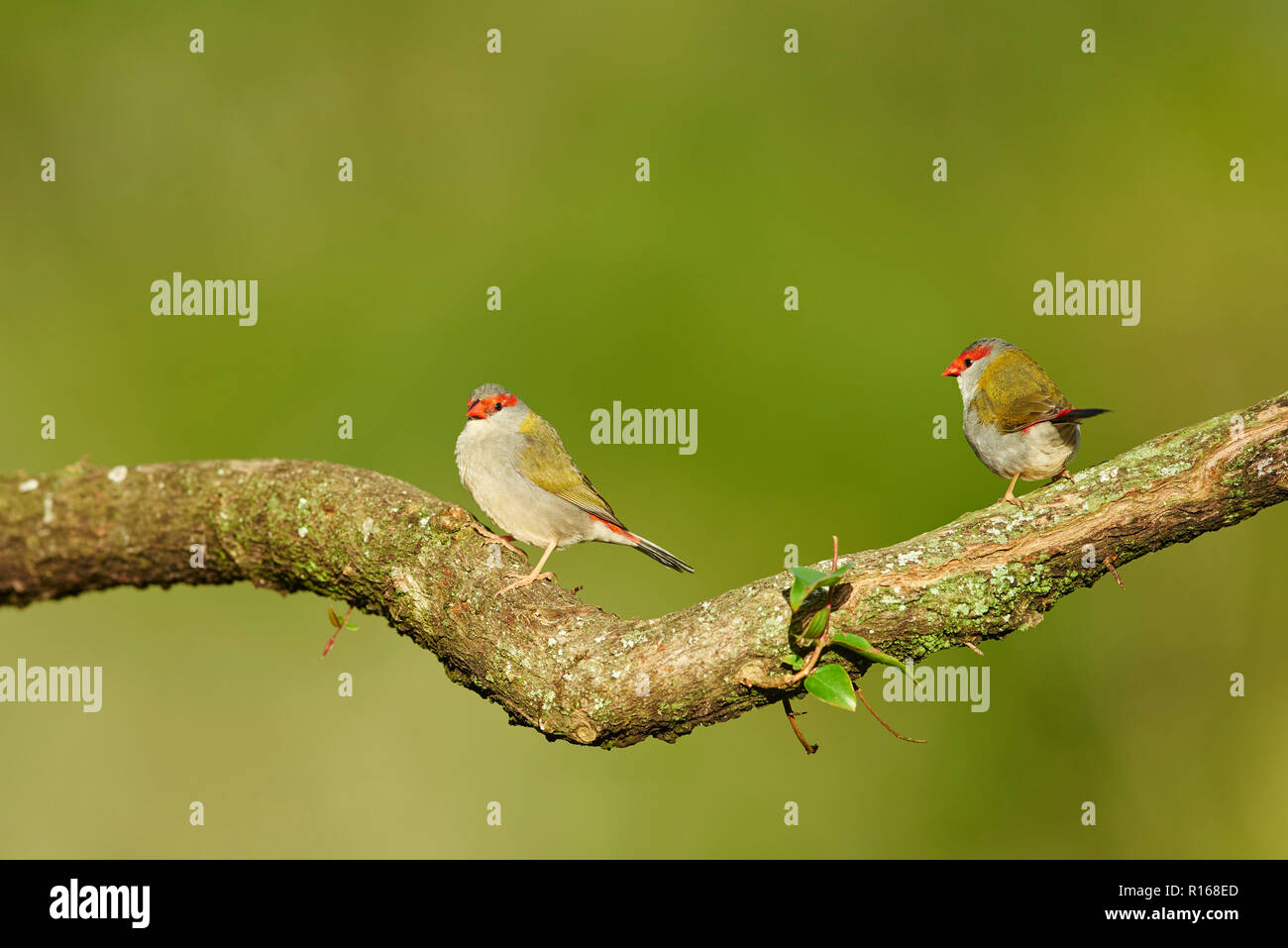 Red-browed finch (Neochmia temporalis) sur une branche, Parc National de Lamington, Queensland, Australie Banque D'Images