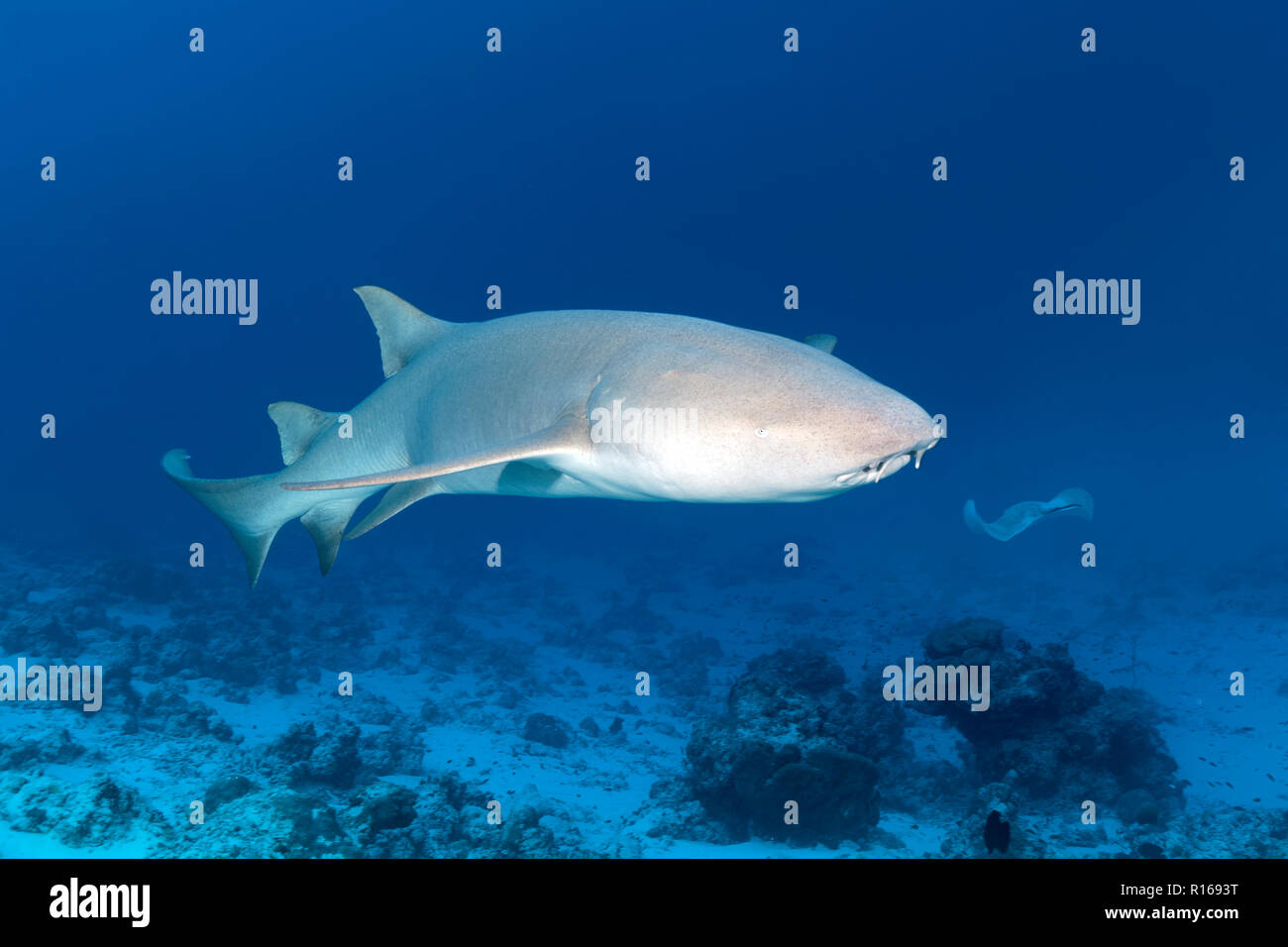 Requin nourrice fauve (Nebrius ferrugineus), grande barrière de corail, le Pacifique, l'Australie Banque D'Images