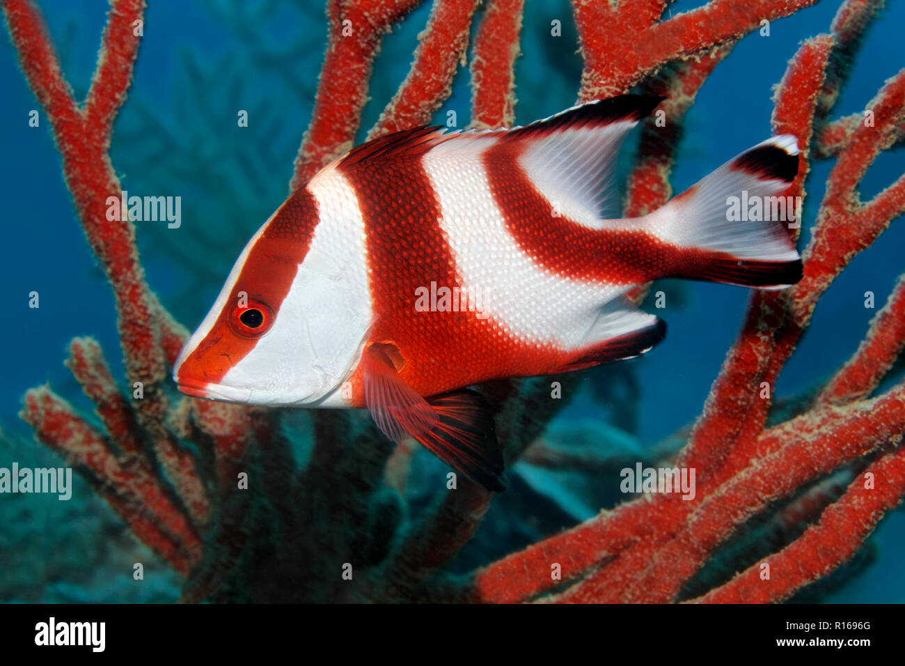 Le vivaneau rouge de l'empereur (Lutjanus sebae), grande barrière de corail, le Pacifique, l'Australie Banque D'Images