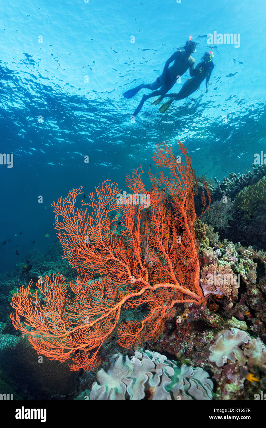 Paire, snorkeler, snorkeling à la surface de l'eau sur les récifs coralliens avec gorgonia (Gorgonacea), rouge, grande barrière de corail, du Pacifique Banque D'Images