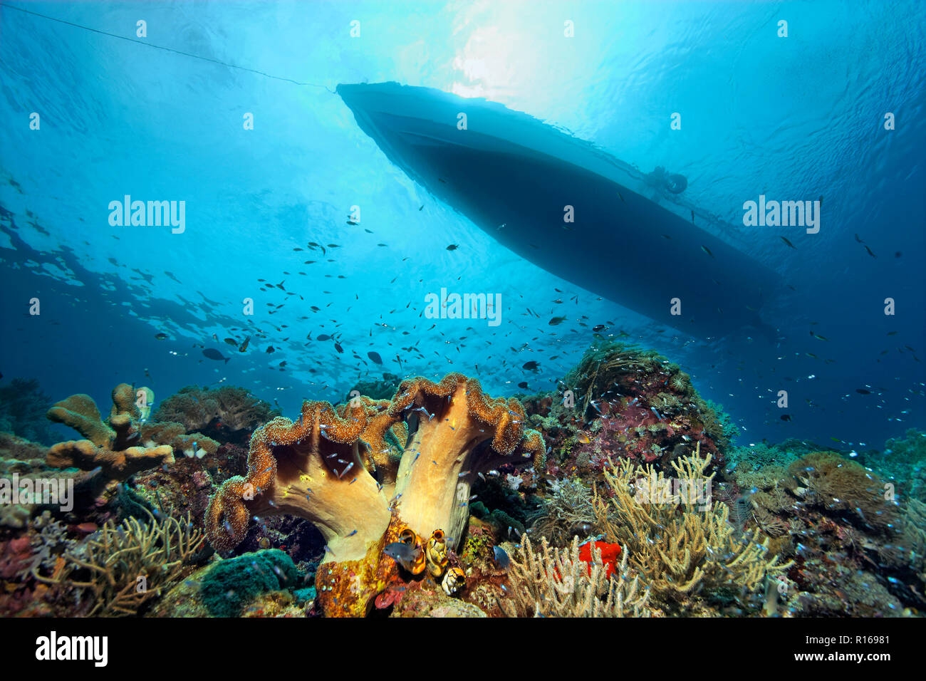 Coral reef avec différents coraux et silhouette de bateau de plongée, Pacifique, Queensland, Australie Banque D'Images