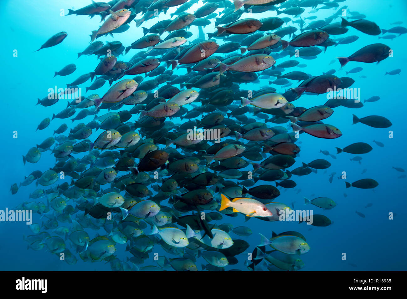 Maître, apodus) associés à l'allongé de l'essaim (Poisson Chirurgien Acanthurus mata), Pacifique, Queensland Banque D'Images