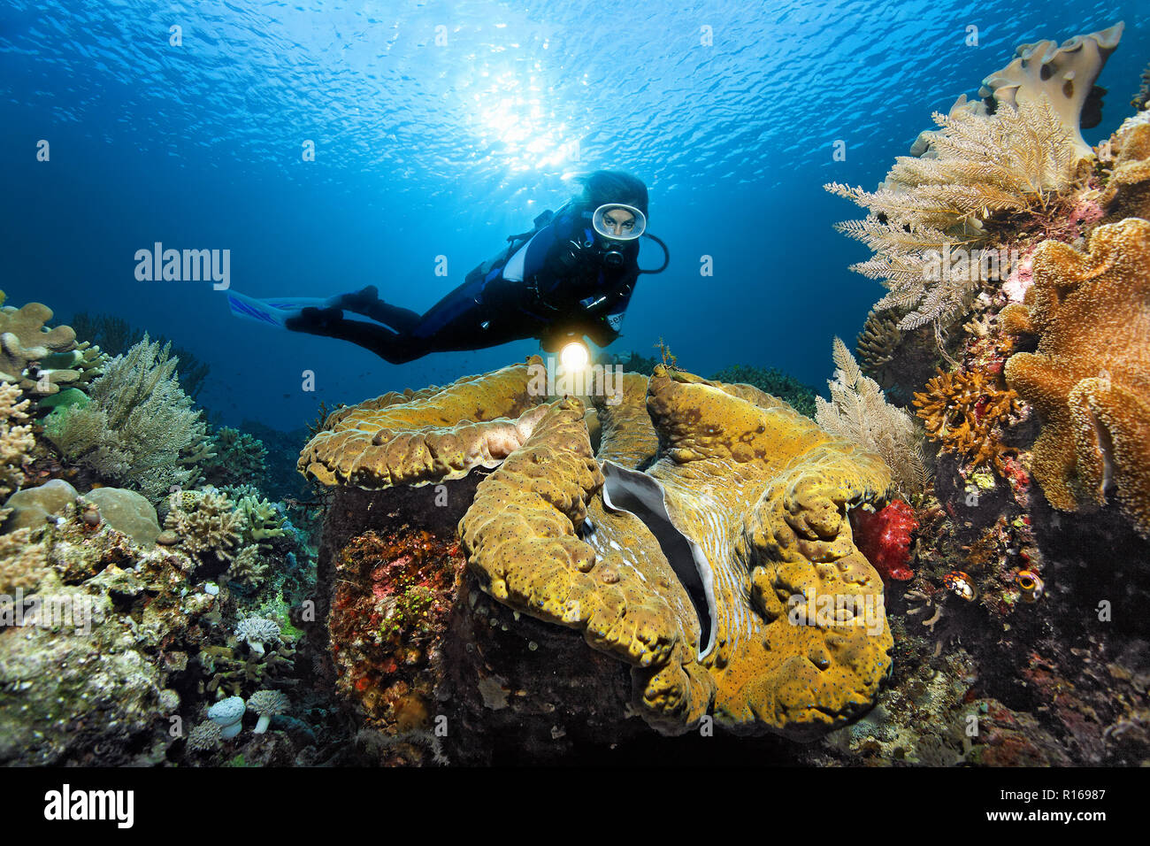 Diver vue avec lampe bénitier (Tridacna gigas), rétroéclairage, soleil, Pacifique, Queensland, Australie Banque D'Images