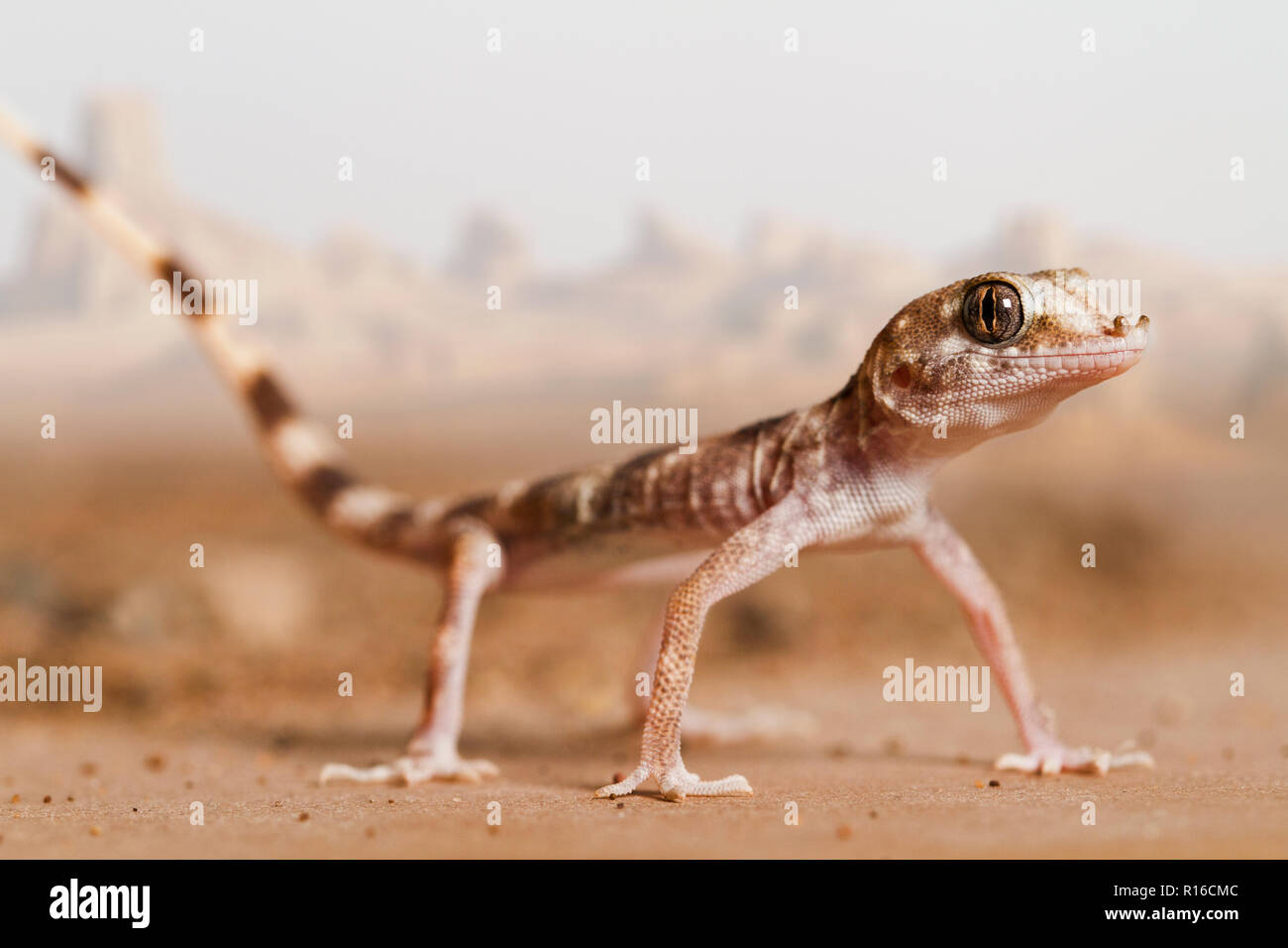 Rhinogecko Misonnei ou Misonne's Spider Gecko également connu sous le nom de Witte's gecko dans le désert de lut en Iran. Le désert de LUT est au milieu de l'Iran. Banque D'Images