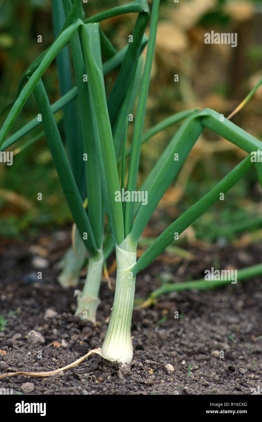 Oignons BLANCS EN EXPANSION (Allium cepa) GROUPE DE LA LCPE Banque D'Images