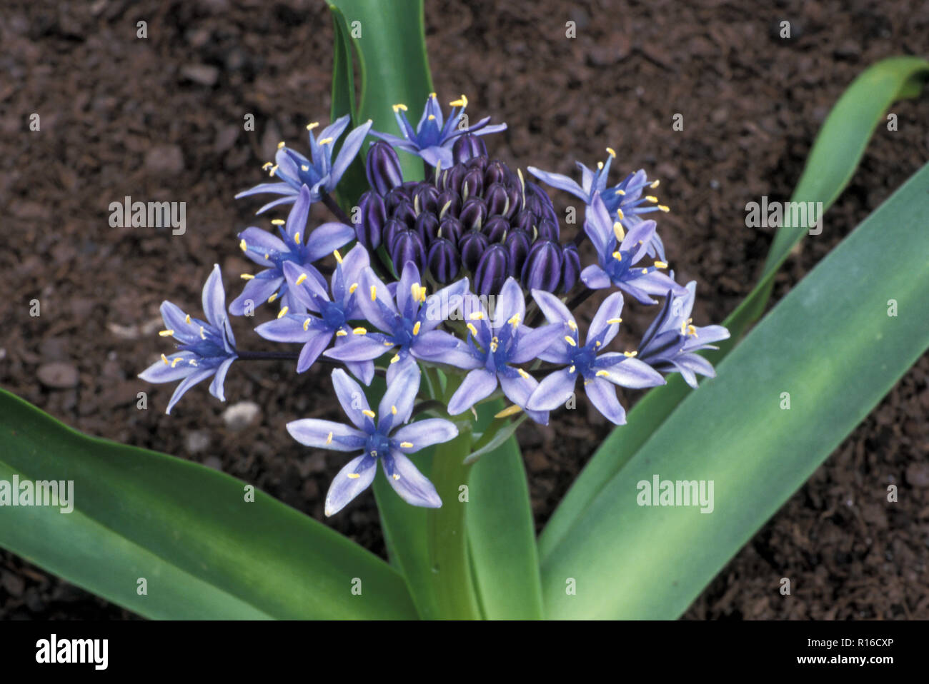 La HAVANE CUBAIN OU LILY (SCILLA PERUVIANA) Banque D'Images