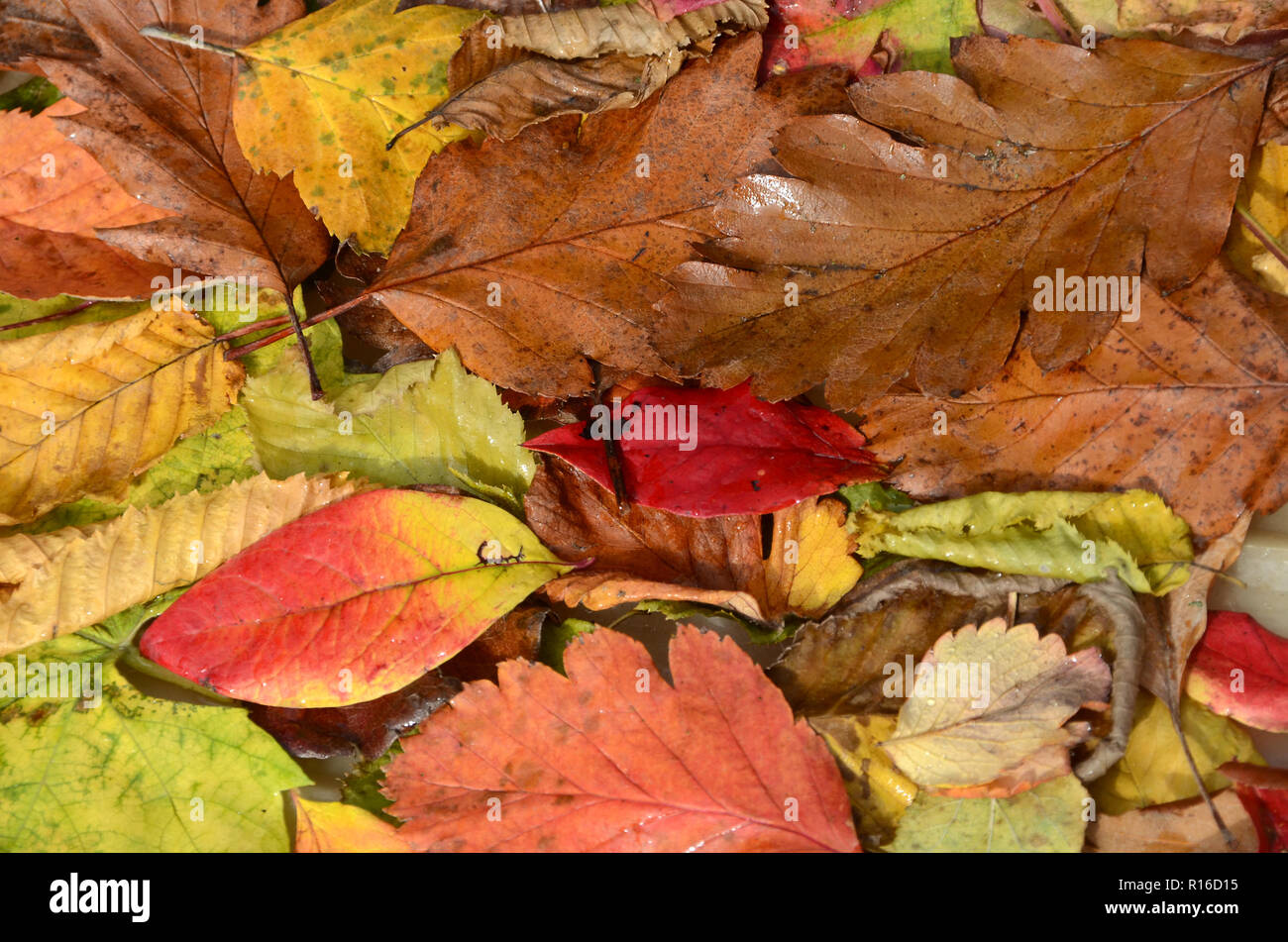 Les feuilles des arbres différents dans des couleurs d'automne. Banque D'Images