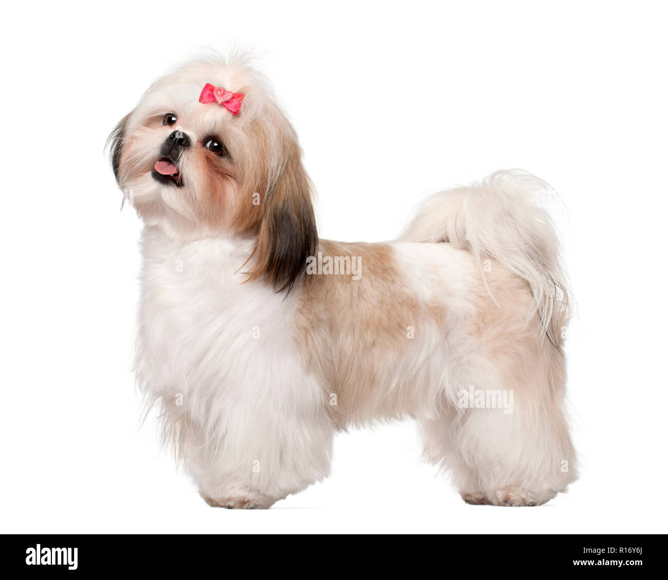 Shih Tzu standing against white background Banque D'Images