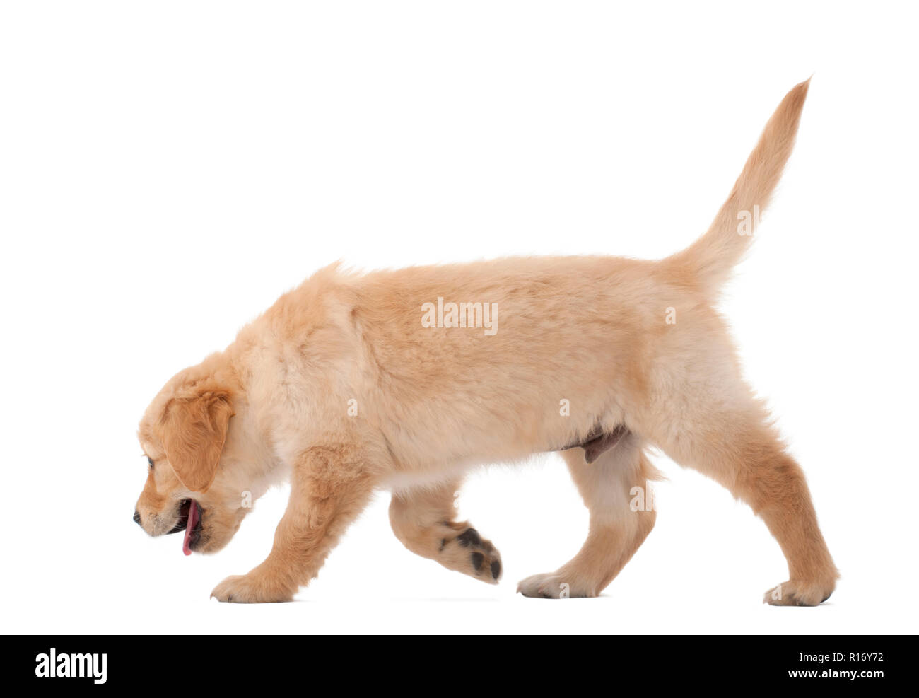 Chiot Golden Retriever Banque D Image Et Photos Alamy