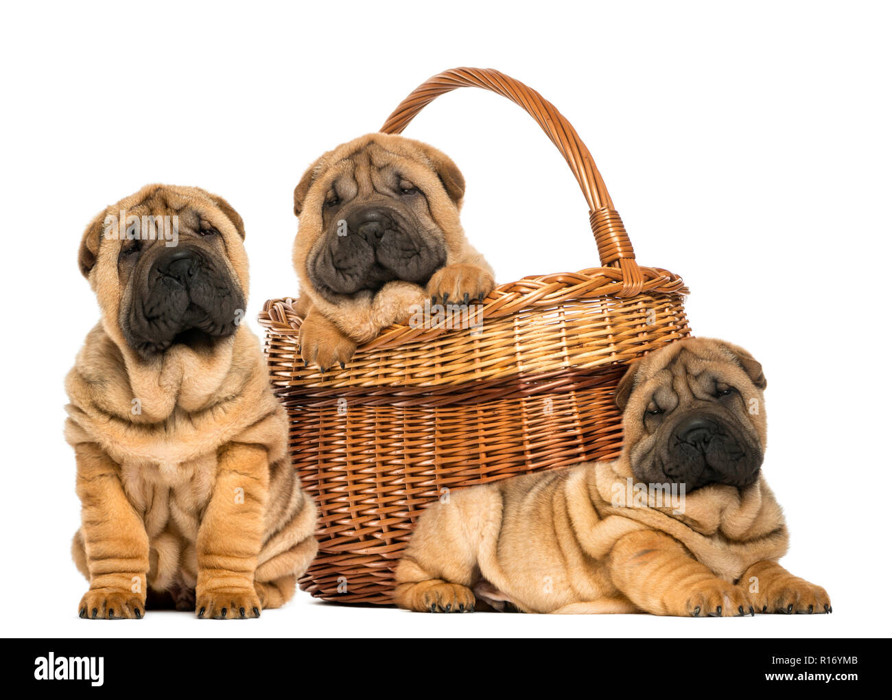 Trois chiots Sharpei , assis, couché et mis dans un panier en osier, isolated on white Banque D'Images