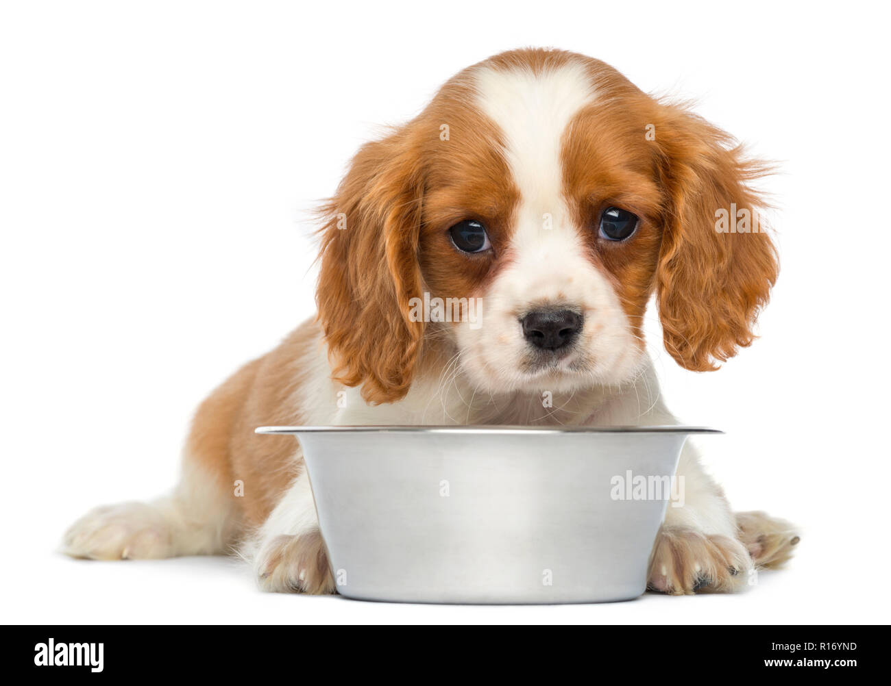 Cavalier King Charles chiot se trouvant en face d'un bol vide chien  métallique, 2 mois, isolated on white Photo Stock - Alamy
