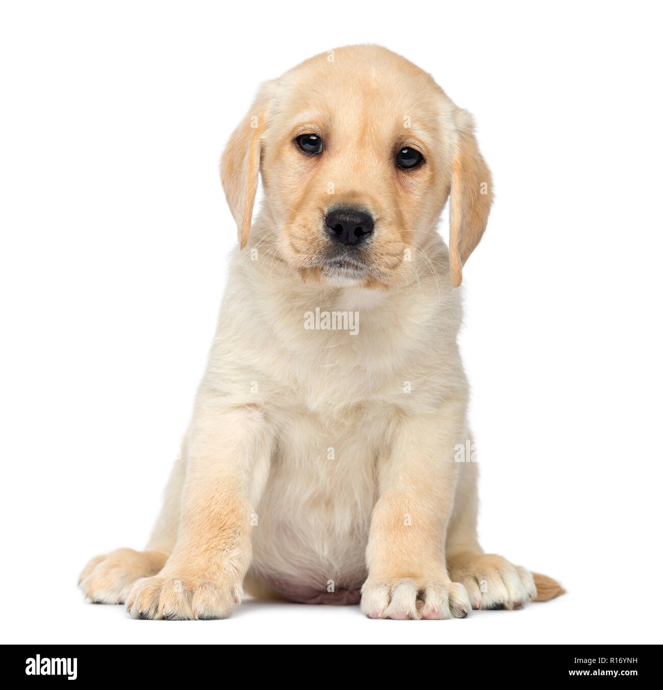 Chiot Labrador assis et en face, isolated on white Banque D'Images Chiot Labrador assis et en face, isolated on white Banque D'Images
