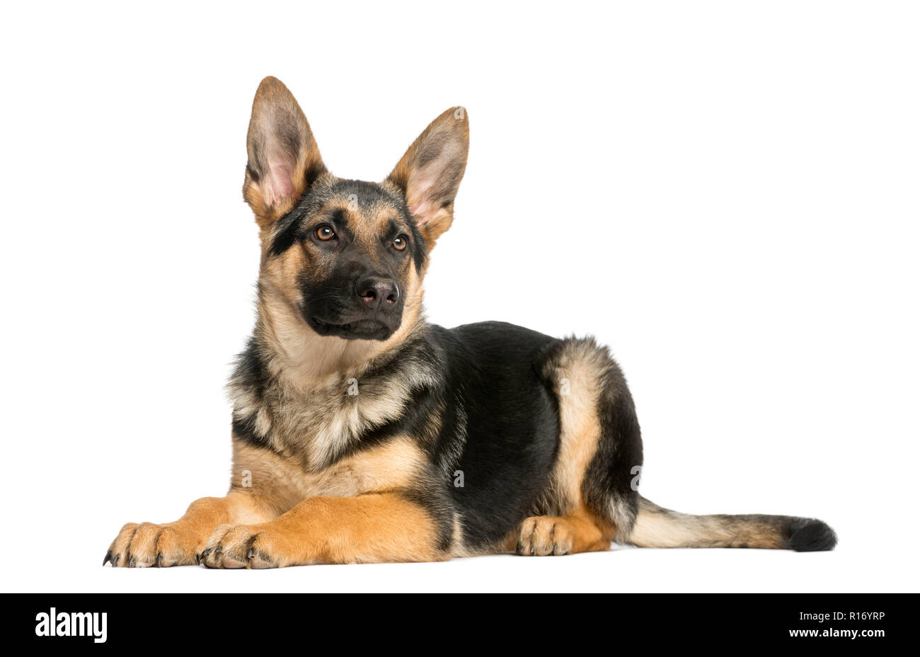 Jeune berger allemand allongé, à la suite, 6 mois Banque D'Images