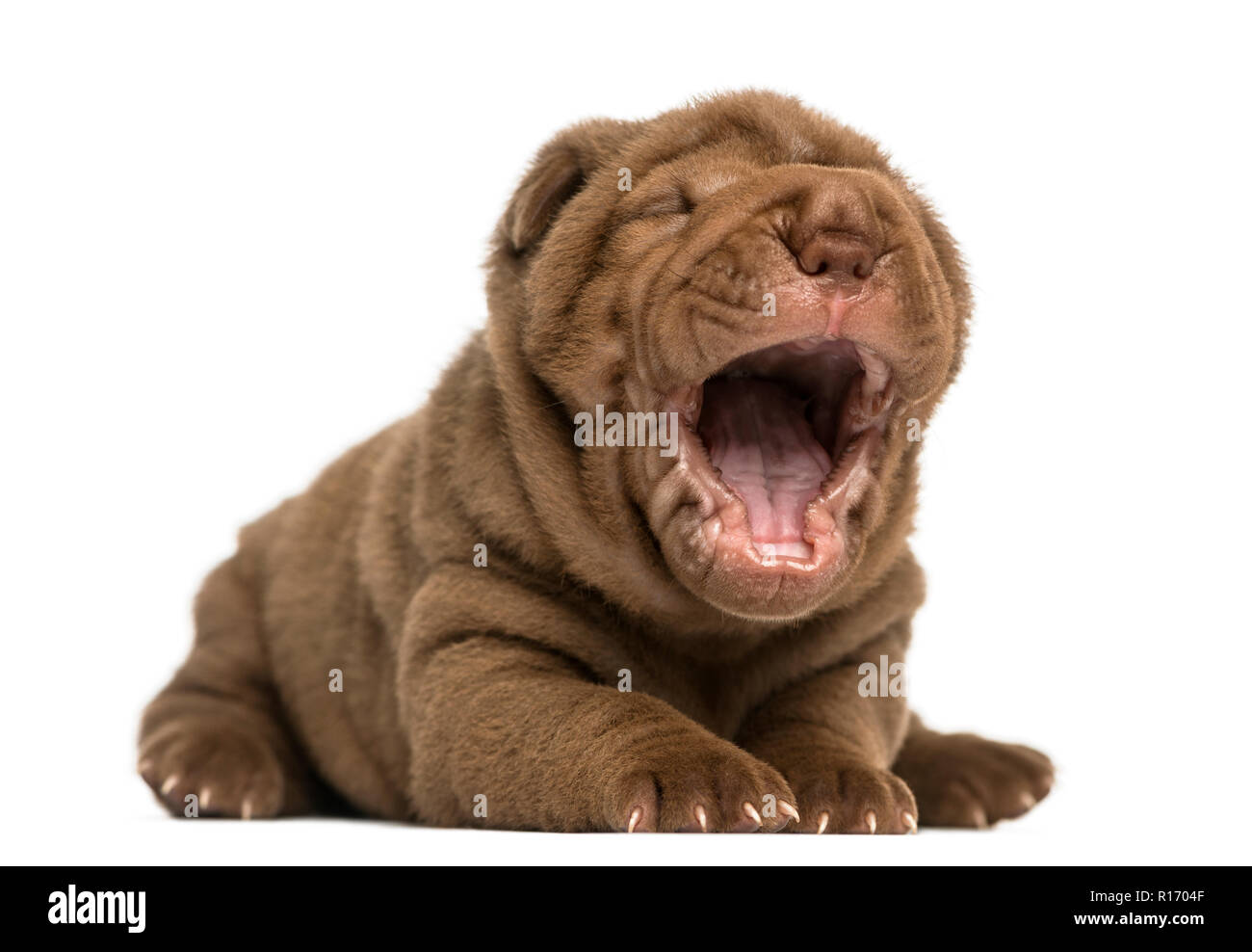 Shar Pei chiot couché, bâillements, isolated on white Banque D'Images