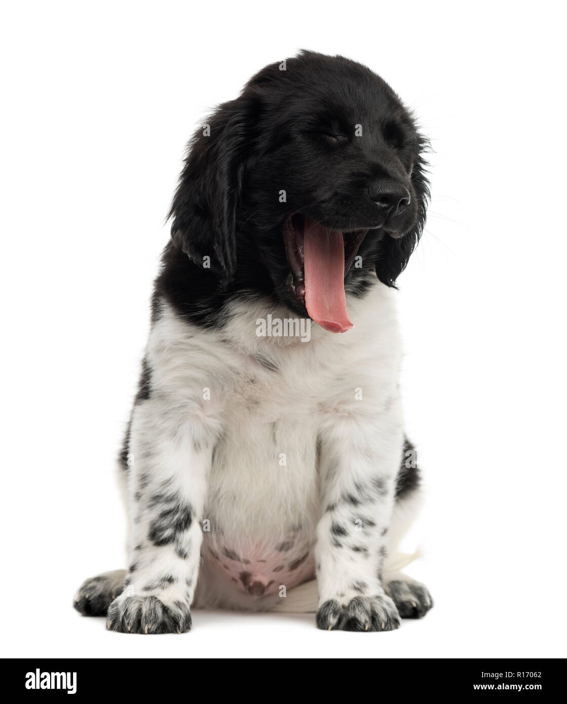 Stabyhoun puppy sitting, bâillements, isolated on white Banque D'Images