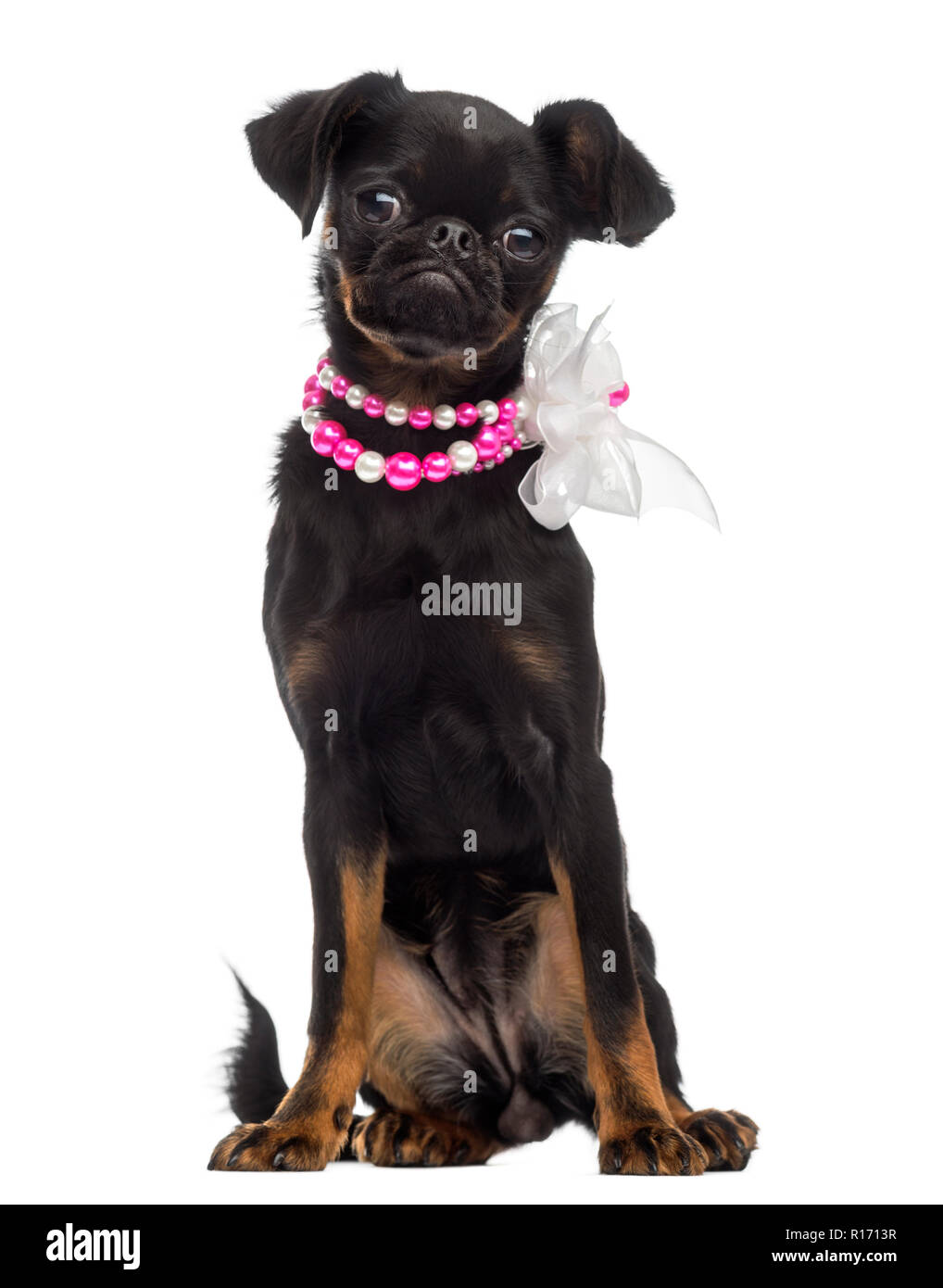 Petit Brabançon (5) ancienne bouche Banque D'Images