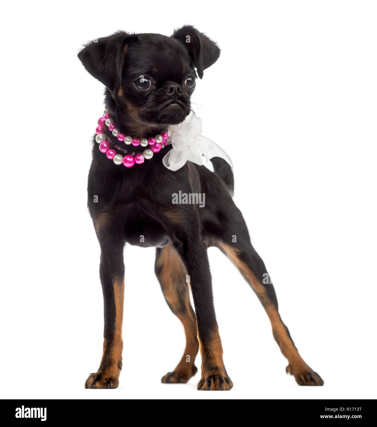 Petit Brabançon (5) ancienne bouche Banque D'Images