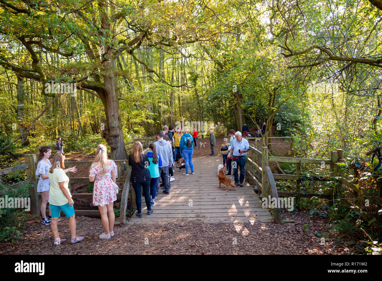 L'Ourson Stick Pont du Winnie-the-Pooh stories dans la forêt d'Ashdown, East Sussex, UK Banque D'Images