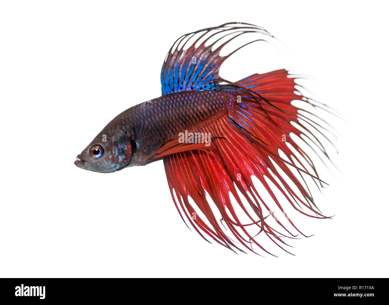 Vue latérale d'un poisson de combat siamois, Betta Splendens, isolated on white Banque D'Images