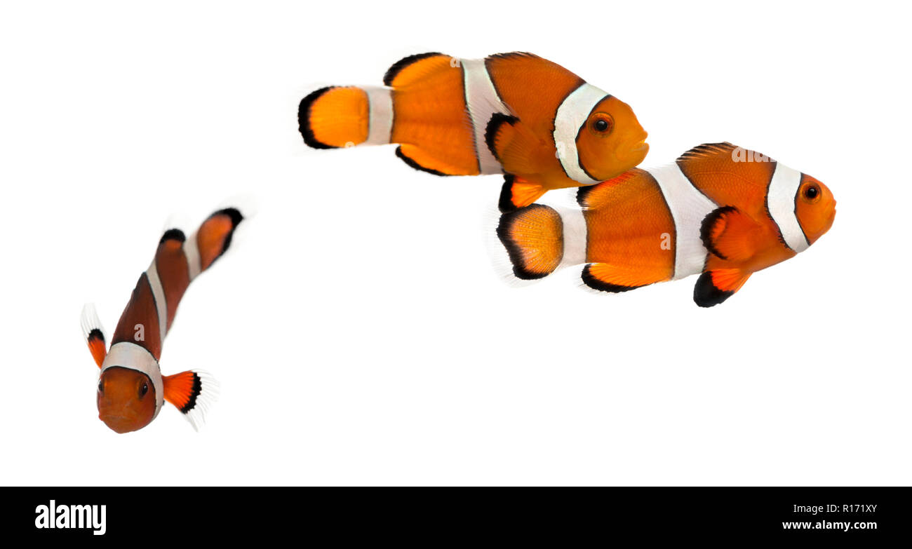 Groupe d'Ocellaris Amphiprion ocellaris, poissons clowns, isolated on white Banque D'Images