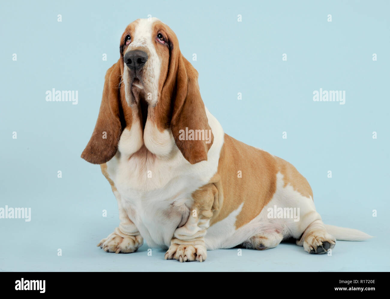 Studio portrait d'une race de chien basset hound photographié sur un fond bleu Banque D'Images