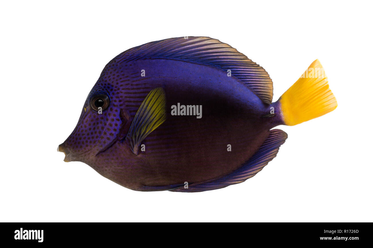 Vue latérale d'un Zebrasoma xanthurum, tang mauve, isolated on white Banque D'Images
