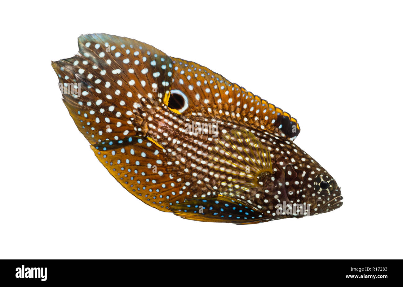 Vue latérale d'une comète, Calloplesiops altivelis, isolated on white Banque D'Images