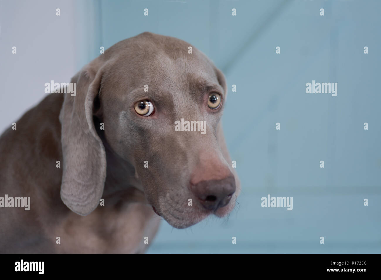 Gros plan d'une très triste à Braque de gris yeux tout droit à l'appareil photo Banque D'Images